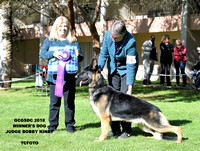 14 WINNER'S DOG  BOW BOS Bred by Dog Mariner's Tequila Shooter Shadowacres-photos