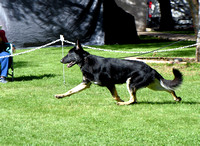 20 Reserve Winner's Dog Mariner's Agave Kuro of Shadow Acres