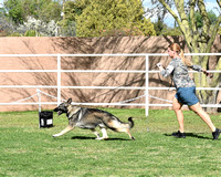 American Bred Dog #7 Carlisles Mr. Big Stuff v Kaye