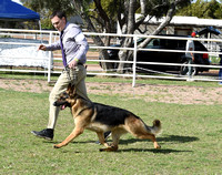 American Bred Dog # 9 Handheims Legend of the Past Reserve Winners Dog