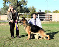 Best of Breed Dog # 36 Ch Norberge's C'est Si Bon of Clayfield
