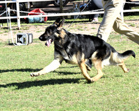 15 to 18 month Male #5  Mar Haven's El Dorado RESERVE WINNERS DOG