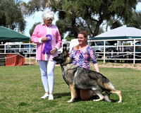 American Bred Dog # 7 Carlisle's Mr Big Stuff v Kaye  WINNERS DOG