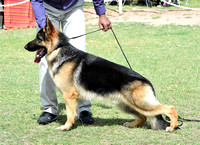 Grand Canyon German Shepherd Dog Club Saturday AM Judge Vickie Migliore Roye Bemont