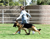 Open Junior Handler # 42 Micah Fraser