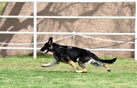 American Bred Bitch # 21 Winner's Bitch Carlisle's Heart of Gold of Norberge