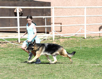 Veteran Bitch # 4 GCH Handheims  Gypsy Woman v Carlisle