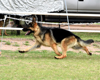 Futurity Senior Dog # 401 Ch. Scarab's Its a dogshownottheraphy Jimeni  RESERVE FUTURITY DOG