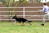 Futurity Senior Dog # 403 Mar Haven's El Dorado Best Futurity Dog bEST OPPOSITE SEX