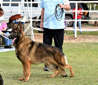 Futurity Senior Dog # 405  Dakamar Destiny's Dream of Kysarah