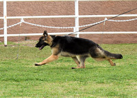 Futurity Junior Bitch # 402 Cross Timber's Ivy