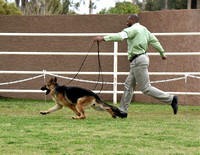 Futurity Senior Bitch # 418 Scarab's Itsadogshownottrehab Jimeni   RESERVE FUTURITY BITCH