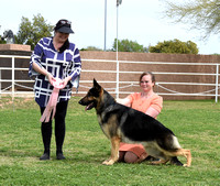 Maturity Junior Dog  # 501 Ch Bark Away's Spruce Goose of Cross Timbers  RESERVE MATURITY DOG