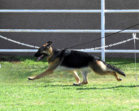 Futurity Intermediate Bitch # 410 JimeniEklectic MalibarAnneisle Lollipop Clayfield    BEST IN FUTURITY