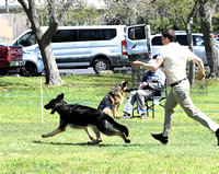 American bred dog # 31 Mar Haven's El Dorado  RESERVE WINNERS DOG