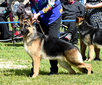 German Shepherd Dog Club of Sacramento Valley. Inc. Sat. 4-1 -23 AM Judge Randy Hamm