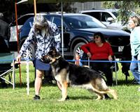 Special Dog # 43  CH Ranita's Troubador at Encore (Dog)