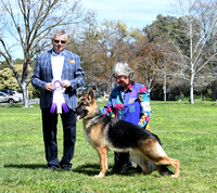 6-9 Puppy Dog # 15 Asgard's Star Spangled Banner Reserve Winners Dog and Best Puppy