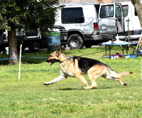 Special Dog # 41 GCH CH Cherpa-Conlee Stolichnaya