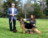 Special # 37 Male Best of Breed  BIM CH Norberge's C'est Si Bon of Clayfield (Dog)
