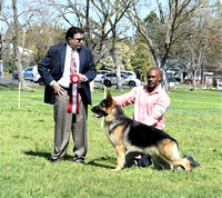 Diablo Valley German Shepherd Dog Club, Inc April 2, 2023  Judge Michael Cheeks