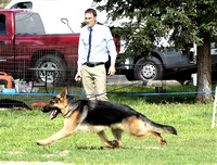Specials Dog # 39 CH Scarab's Itsadogshownottherapy Jimeni (Dog)