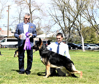 American Bred Dog # 31 Mar Haven's El Dorado  WINNERS DOG BEST OF WINNERS