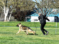 12-18 dog # 25 Sho-Gun's Boy Wonder At Gracefield