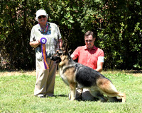 German Shepherd Dog Fanciers of Northern California June 26 2021 Morning show Pat Putman Judge
