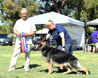 German Shepherd Dog Fanciers of Northern California June 26 afternoon show Judge Joseph Beccia