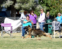 American Bred Dog # 27 Winners Dog Triphills Isosceles Diesel of Independence-photos