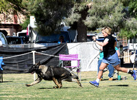 Open Dog # 29 Windsong's Under Attack