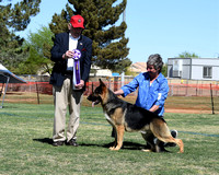 Reserve Winner Dog # 17  Norb erg's gift of Magi of Clayfield