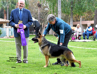 17 Winner's Dog   BOW BOS    American bred dog  Norberg's Gift of the Magi of Clayfield