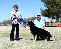 American Bred Dog # 11 Greenleaf's Fire Dream Surgio Ross Winner's Dog  and Best of Winner's