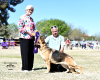 Open Bitch # 26 Winner's Bitch Best Opposite Sex to Best of Breed Windfall's Tatta of Hickorhill- Paradise