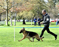 Futurity Senior Dog 217 Ch Norberge's Dante of Clayfield 1st place Senior Dog