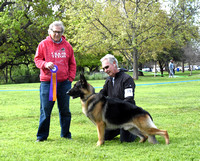 Diablo Valley German Shepherd Dog Club Inc 3-31-24 AM Show Judge Mr. Sam Israel