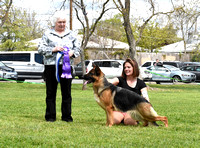 Diablo Valley German Shepherd Dog Club Inc. 3-31-2024 PM   Show Hudge Ms. Bonnie Money